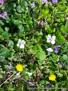 Violets & other plants